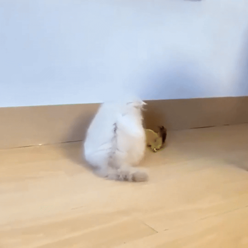 Smart Mouse Cat Toy 2025 - Fetch & Feline ™️
