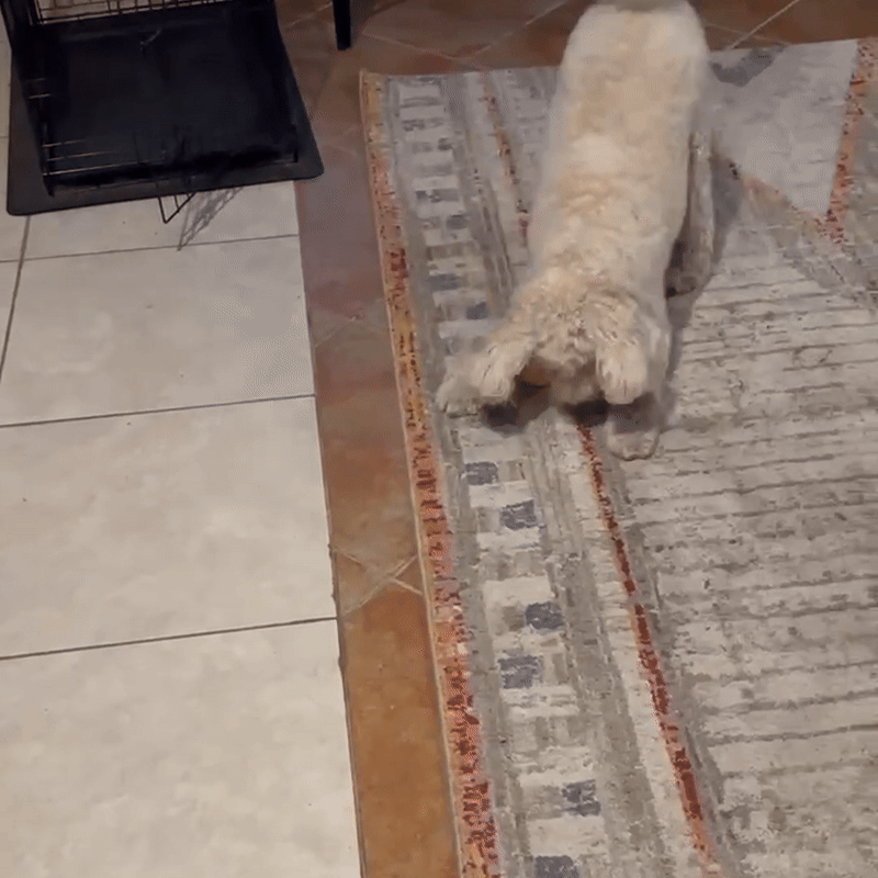 Automatic Pet Ball LED Flashing 2025 - Fetch & Feline™️